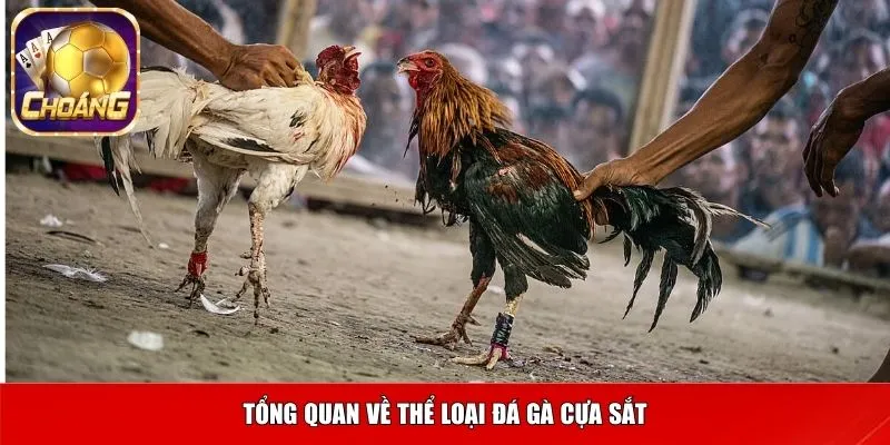 Tổng quan về thể loại Đá gà cựa sắt