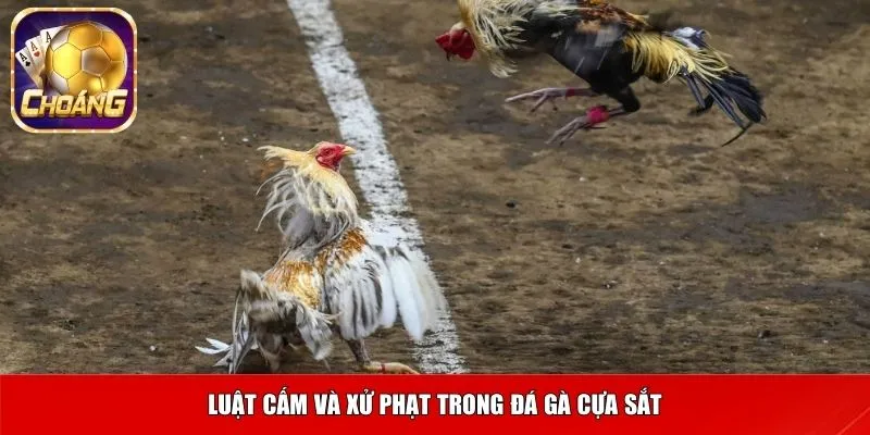 Luật cấm và xử phạt trong đá gà cựa sắt