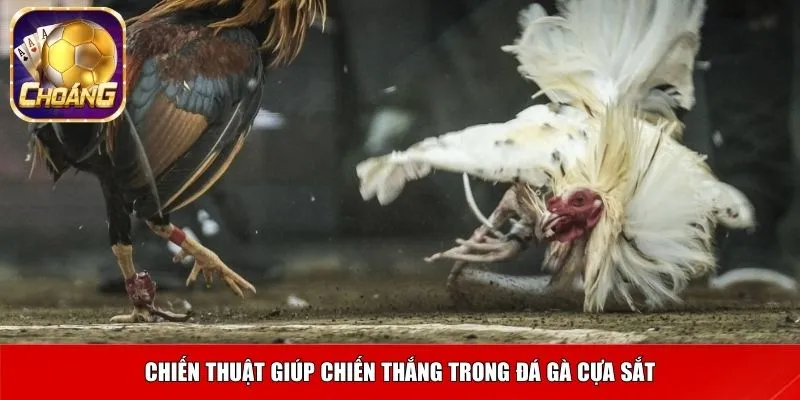 Chiến thuật giúp chiến thắng trong đá gà cựa sắt