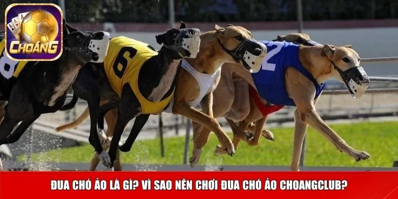 Đua chó ảo là gì? Vì sao nên chơi đua chó ảo Choangclub?