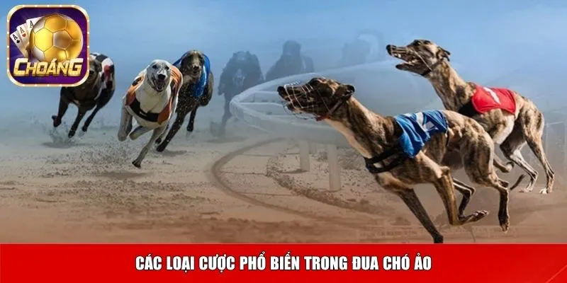 Các loại cược phổ biến trong đua chó ảo