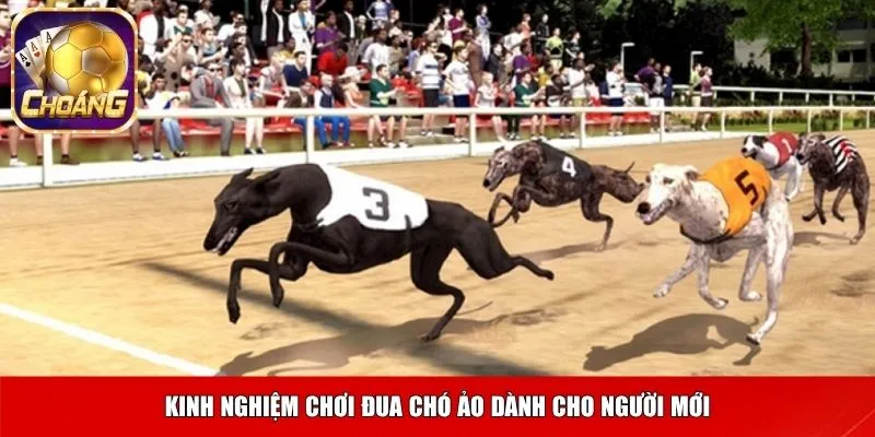 Kinh nghiệm chơi đua chó ảo dành cho người mới